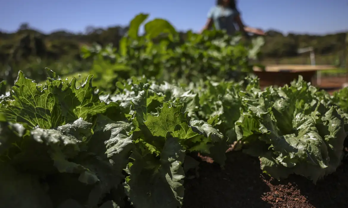 BNDES destina R$ 299 milhões à agricultura familiar