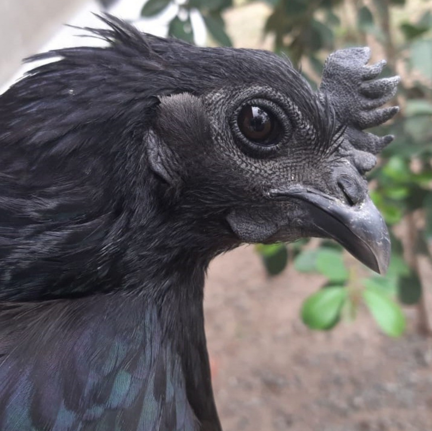 Conheça a Ayam Cemani: a galinha exótica de carne preta