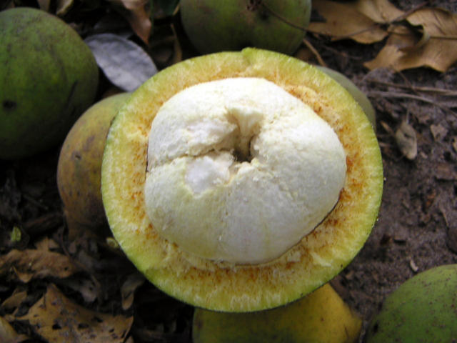 Conheça o bacuri: um tesouro amazônico