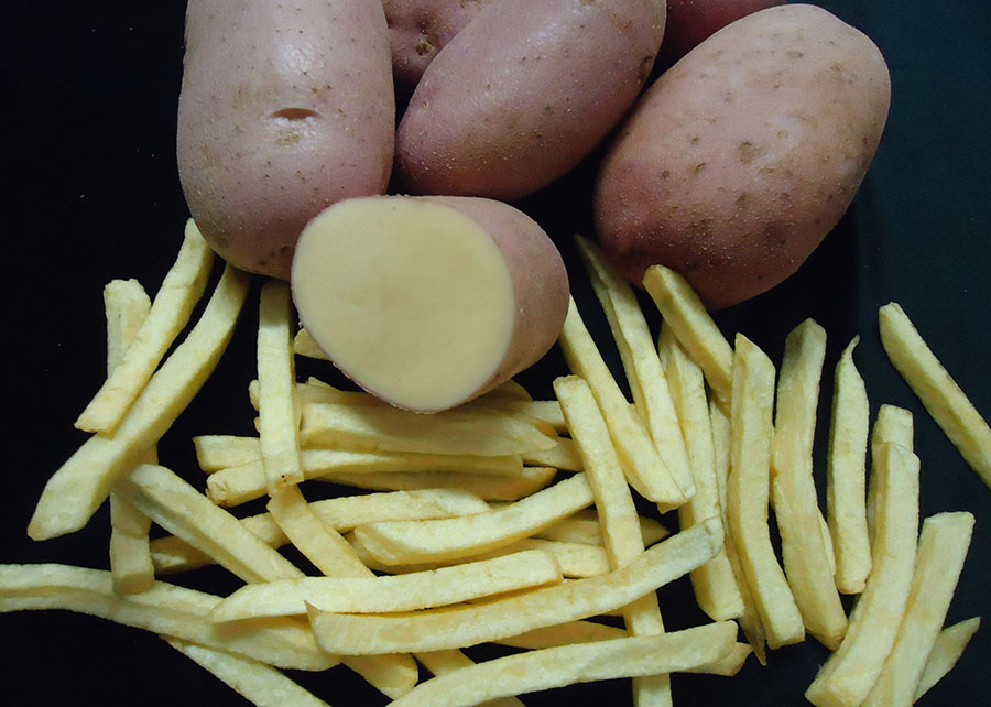 Toneladas de batatas descartadas: maior exportador mundial enfrenta sua pior crise