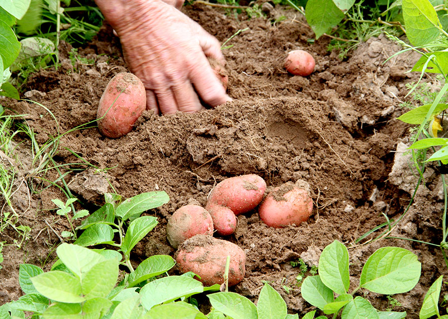Zarc: novos zoneamentos climáticos ampliam produção de batata no Brasil