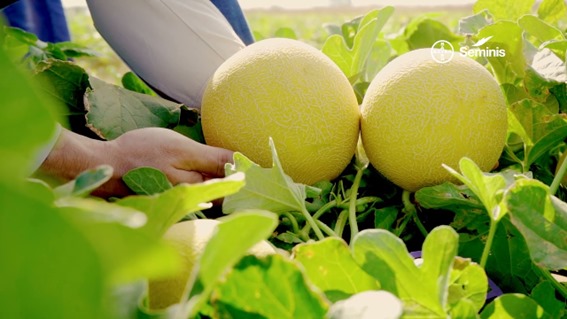 Bayer leva inovações em proteção de cultivos e genética à Hortitec