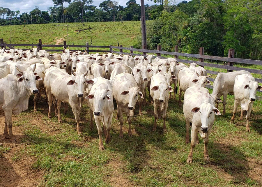 Conheça o potencial para a pecuária no Acre