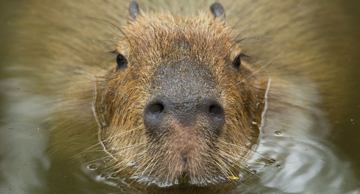 Capivara dá show e cruza rio mergulhando como um foguete