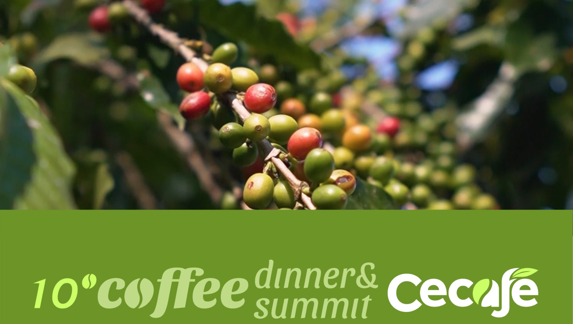 Cecafé e Agro em Campo celebram parceria estratégica para cobertura do 10º Coffee Dinner & Summit