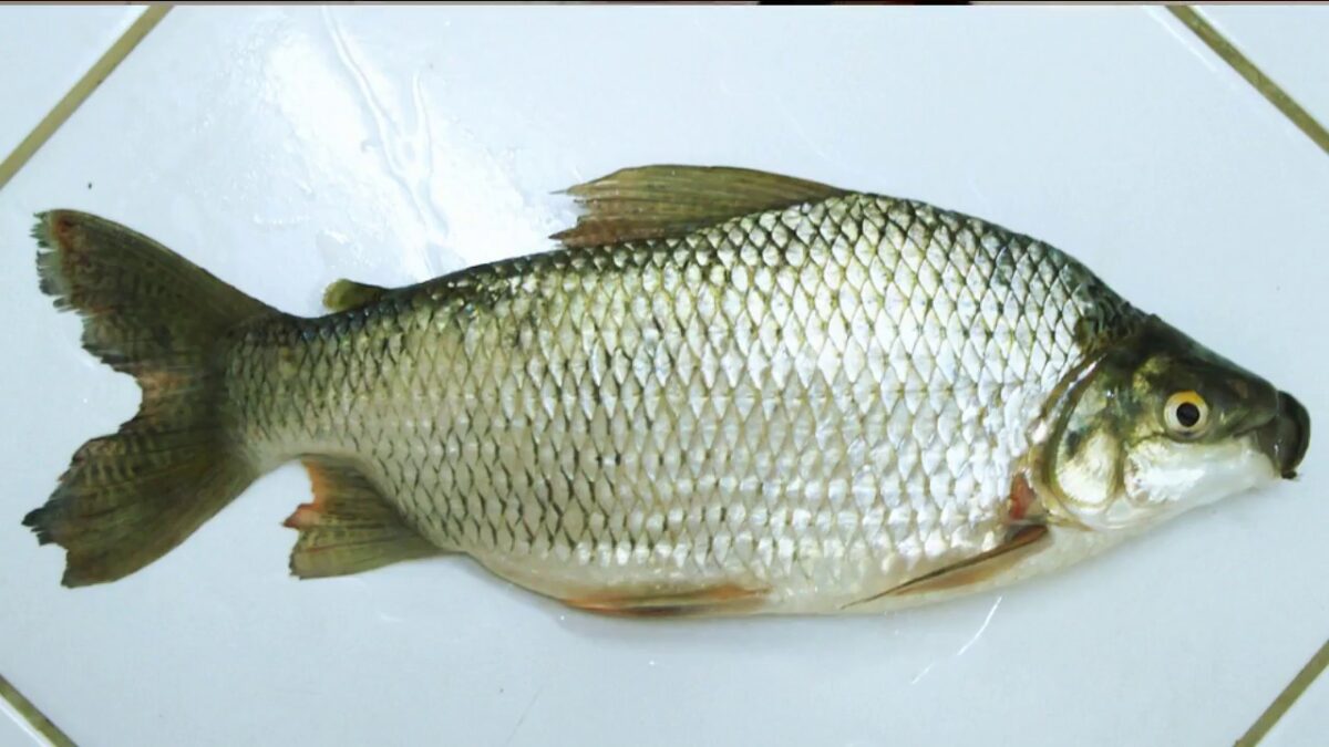 Curimatá: o peixe brasileiro que virou estrela no exterior