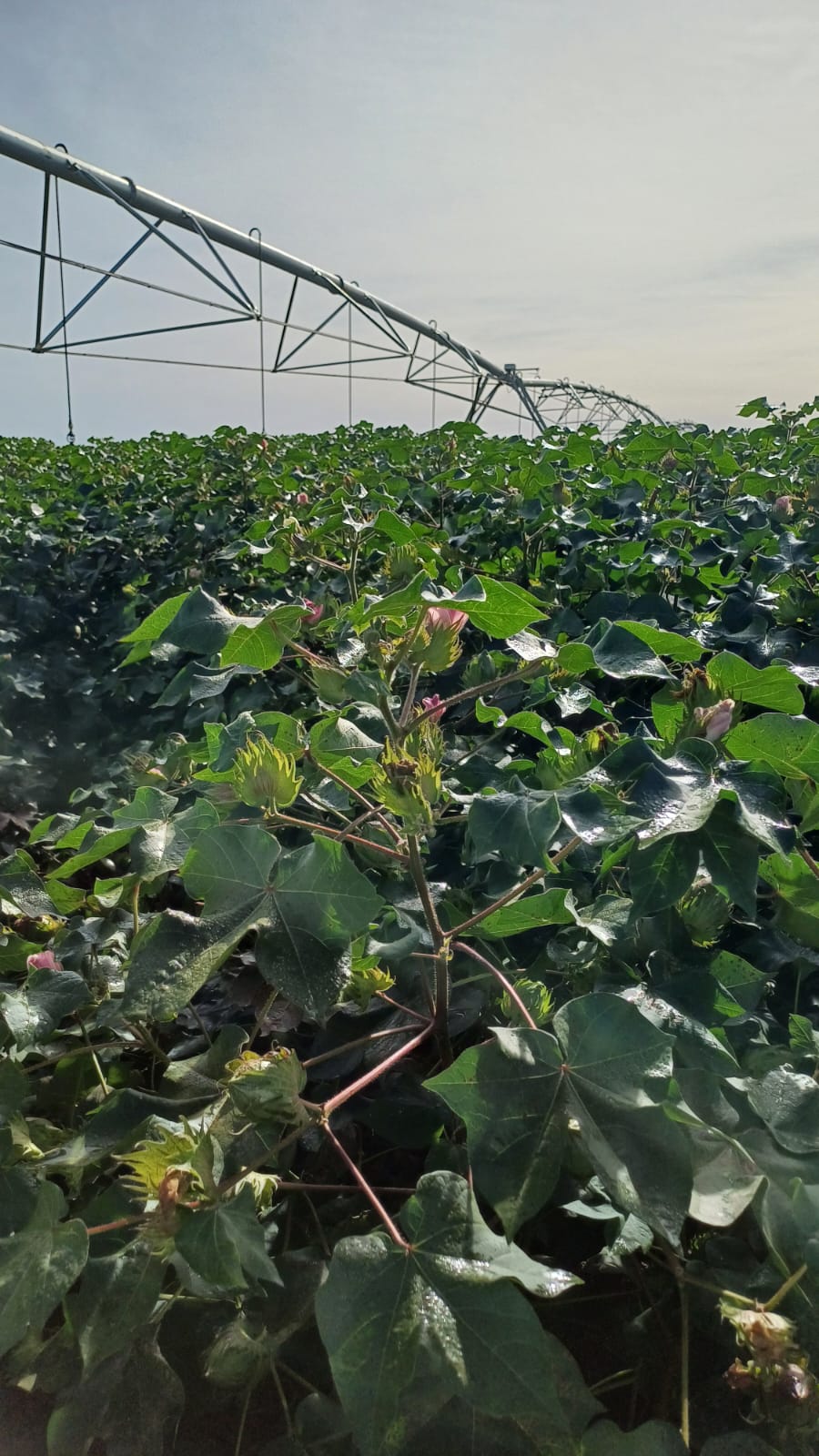 Clima favorece surgimento de doenças em plantas