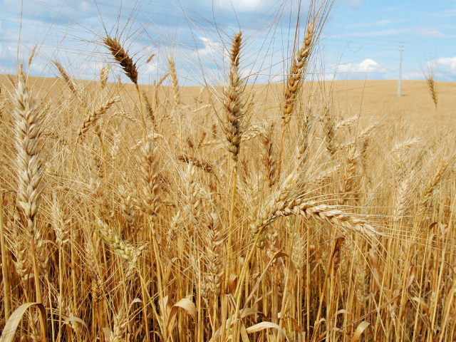 Epagri recomenda antecipar semeadura do trigo