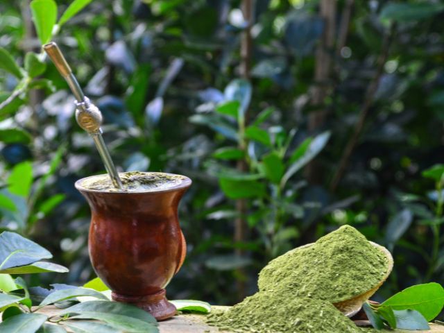 Erva-mate em agroflorestas: SC une produção e sustentabilidade
