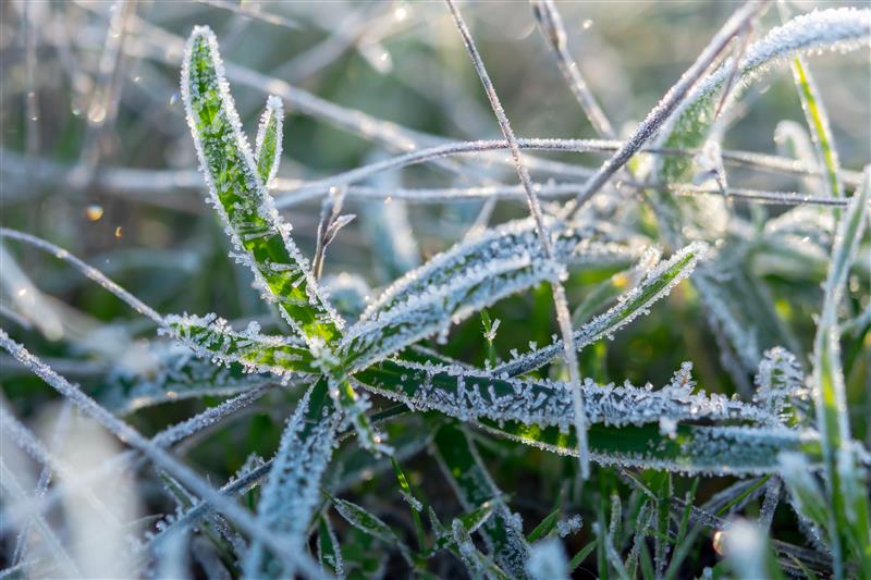 Alerta – Frio extremo ameaça colheita de café e cana