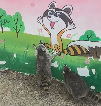 Guaxinim se reconhece em pintura de muro