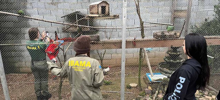Megaoperação contra tráfico de animais silvestres resgata mais de mil espécies