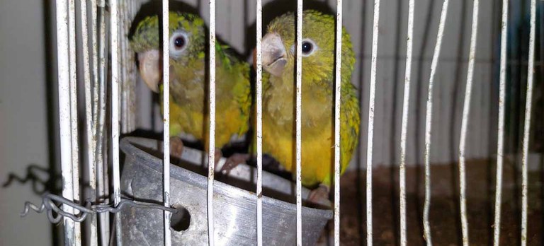 Ibama e PF desarticulam tráfico de animais silvestres vendidos pela internet