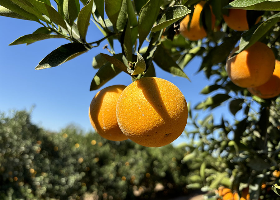 Kawatta e Majorca: novas variedades de laranjas