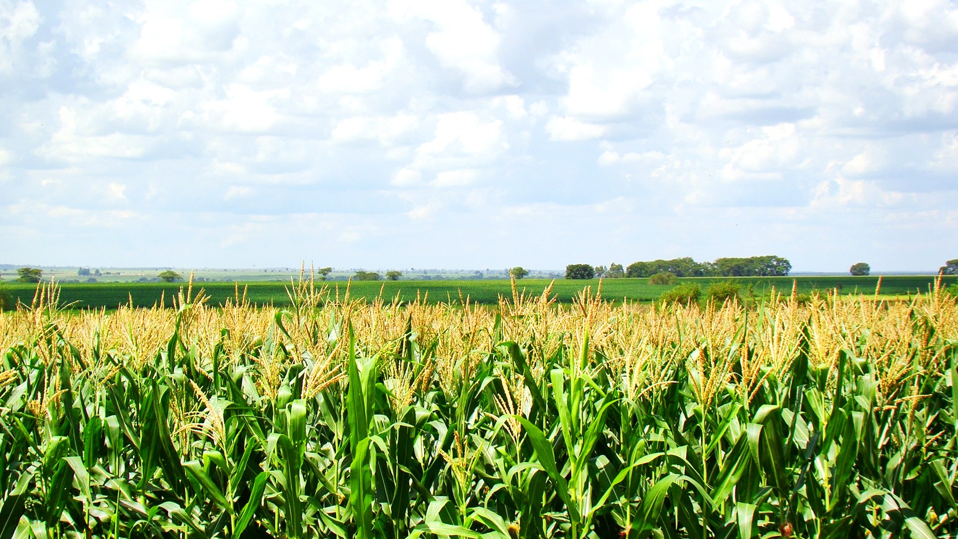 FAO reúne 70 representantes na América Latina para destravar investimentos no campo