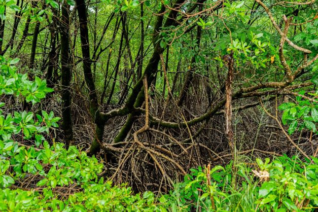 Conheça o Projeto Mangues da Amazônia
