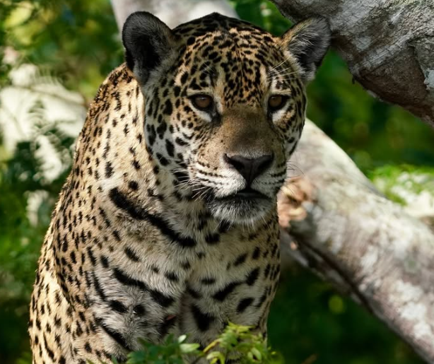 Onça-pintada arrasta bezerra de 150 kg e deixa rastros impressionantes