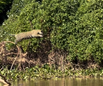 Onça-pintada realiza salto impressionante no Pantanal