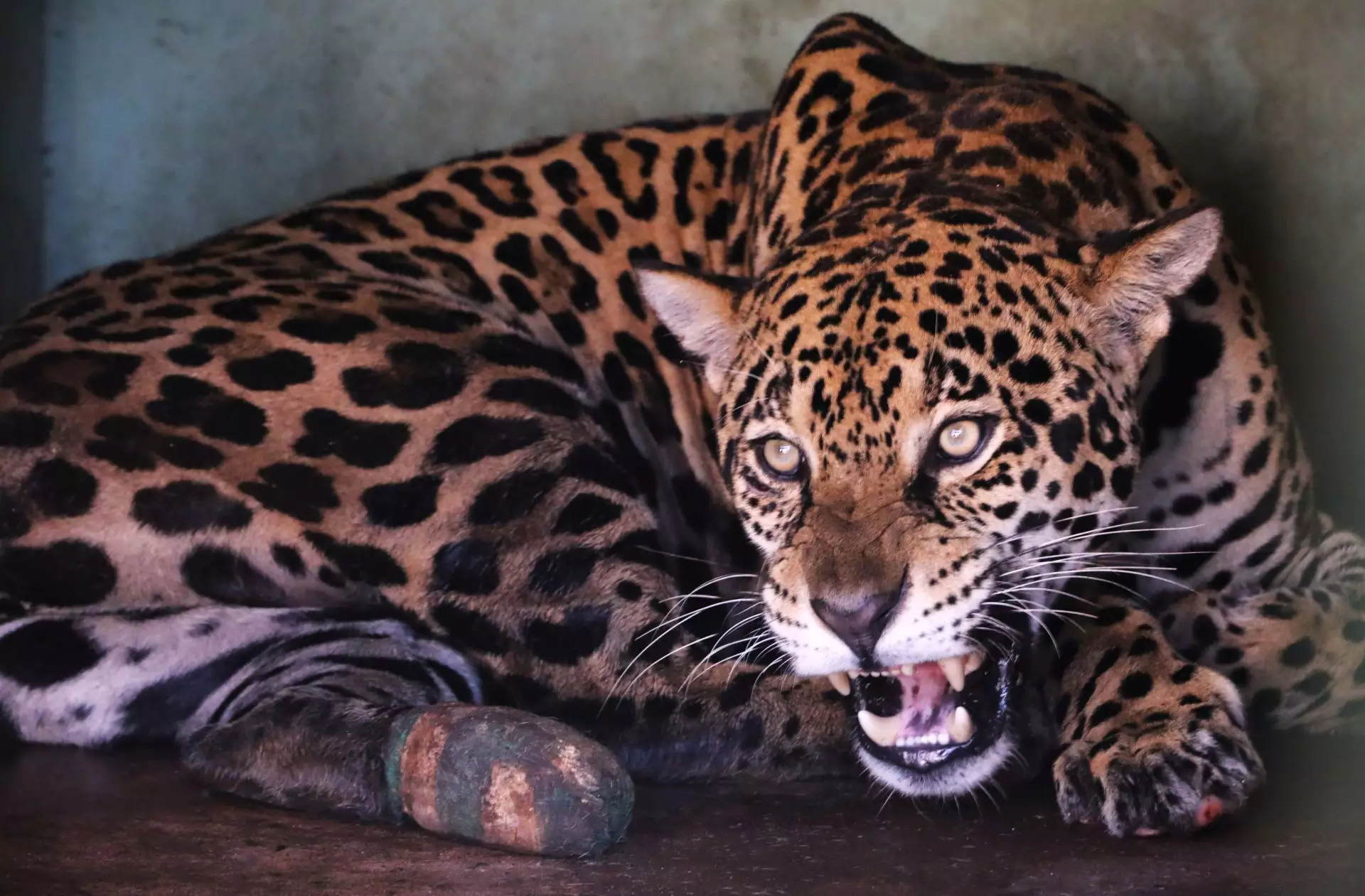 Sobrevivente do fogo, onça-pintada vira mãe no Pantanal