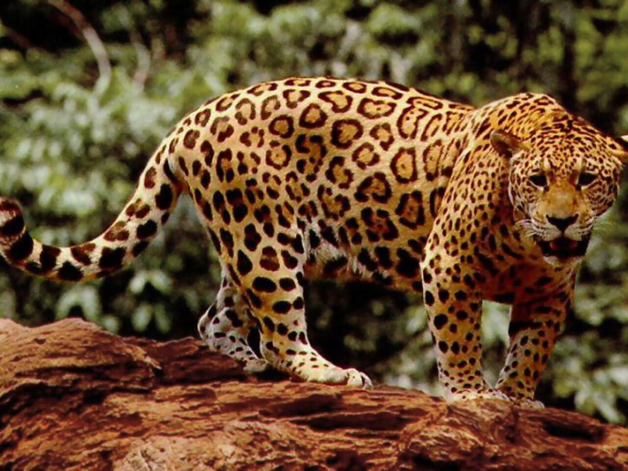 Duas onças travam batalha épica com sucuri gigante no Pantanal