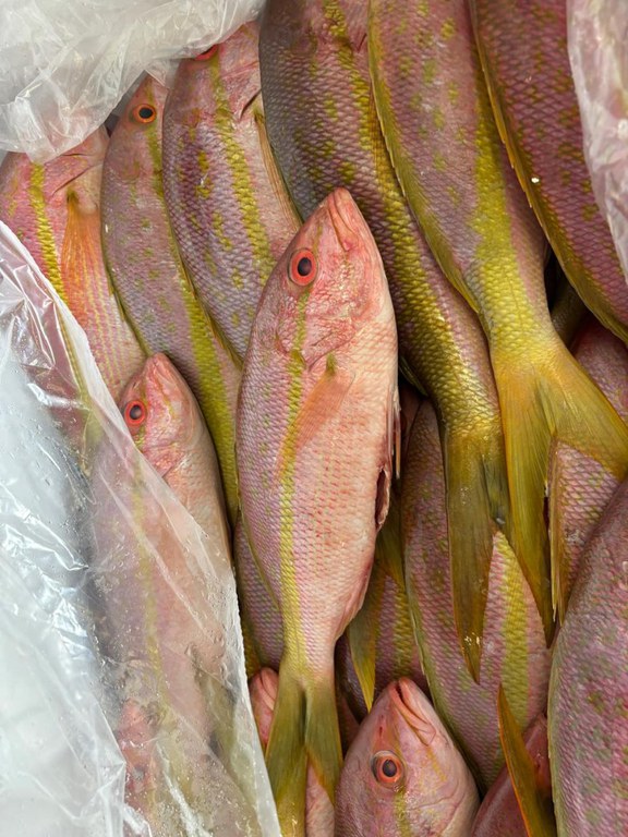 Ibama apreende mais de 2 toneladas de pescado ilegal no Aeroporto de Guarulhos