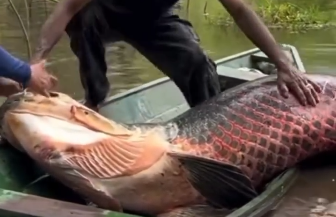 Manejo sustentável: pescador captura pirarucu gigante