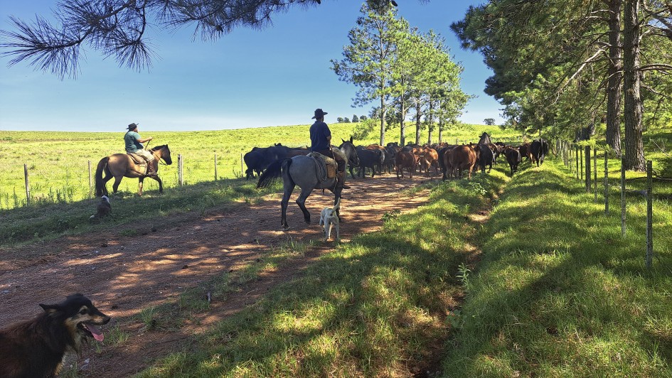 Rio Grande do Sul avança em rastreabilidade bovina