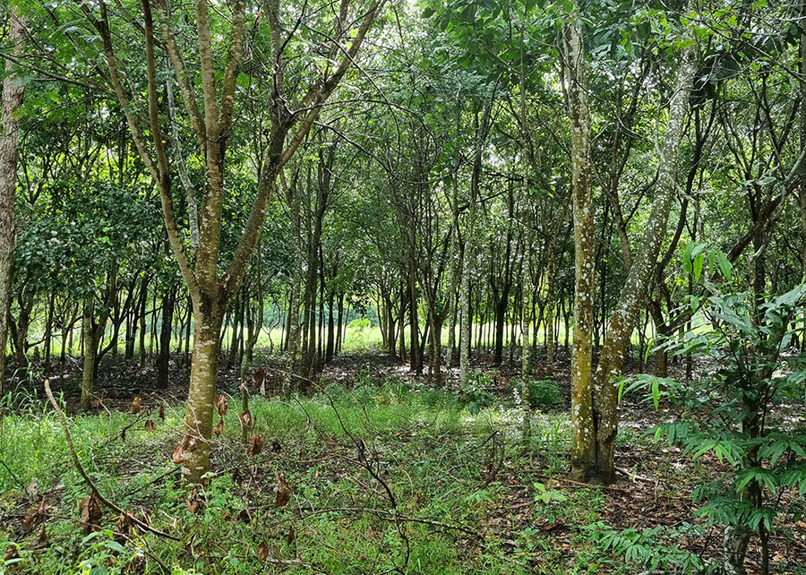 Sustentabilidade empresarial: prazo para concorrer a prêmio nacional termina em 31 de agosto