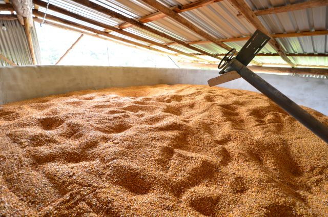 Governo libera R$ 167 milhões para produtores de arroz e trigo