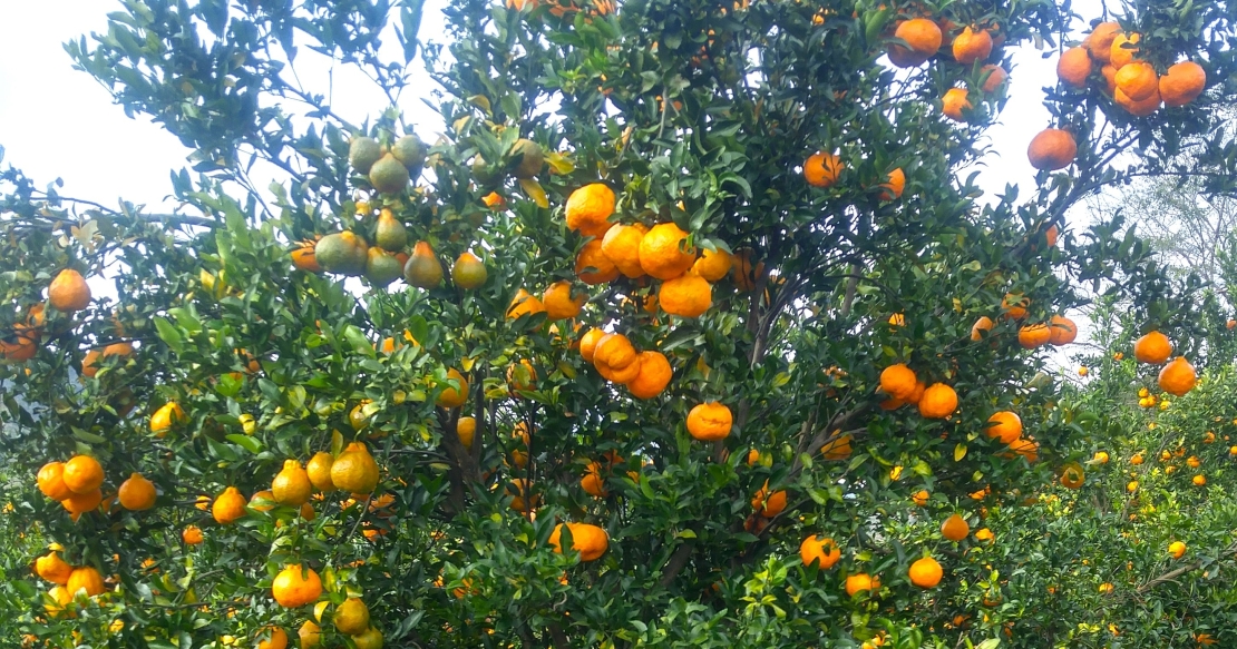 Minas Gerais prevê safra recorde de tangerina ponkan em 2025