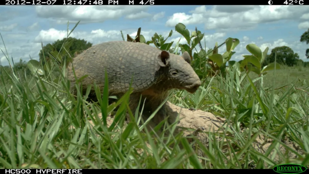 Raro tatu-de-rabo-mole é flagrado em estudo no Pantanal