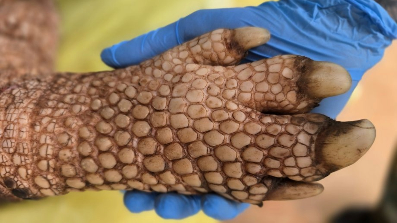 Tatu-canastra gigante de 1,38 metro é capturado e recebe GPS