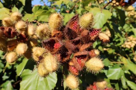 Urucum: o ouro vermelho da agricultura