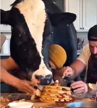 Conheça a vaca que foi pra cozinha em vez do brejo