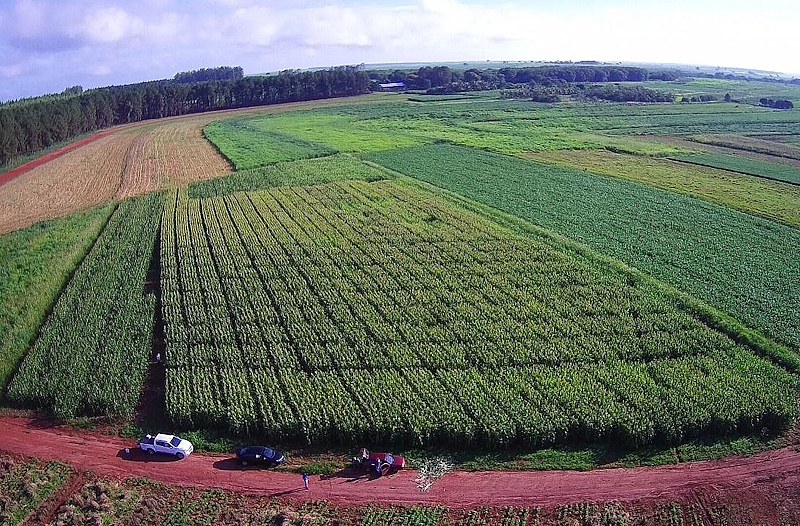 Consórcio de bactérias revoluciona cultivo do milho no Brasil