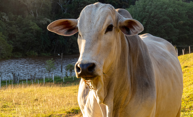 O que fez a carne bovina subir e a suína cair ao mesmo tempo?