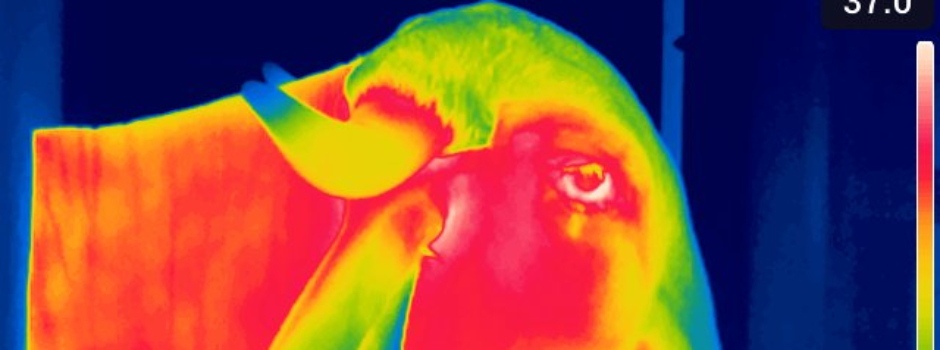 Epamig inova com uso de câmera termográfica no monitoramento de zebuínos leiteiros