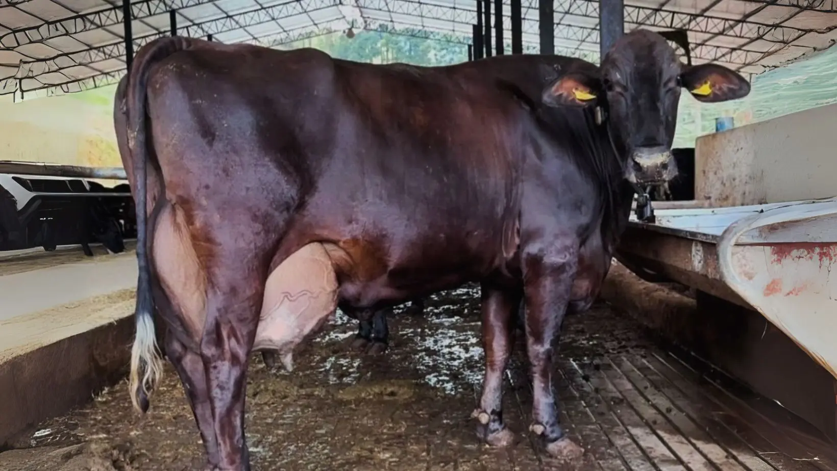Vaca Girolando bate recorde com produção de mais de 120 kg de leite