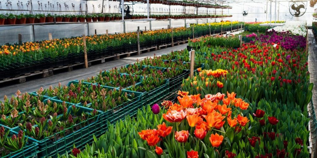 Dia do Florista: pesquisa mostra otimismo mesmo diante de desafios