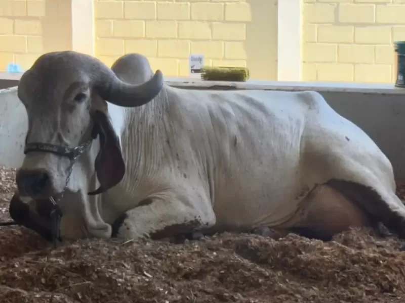 Vaca Gir Leiteiro quebra recorde mundial de produção de leite