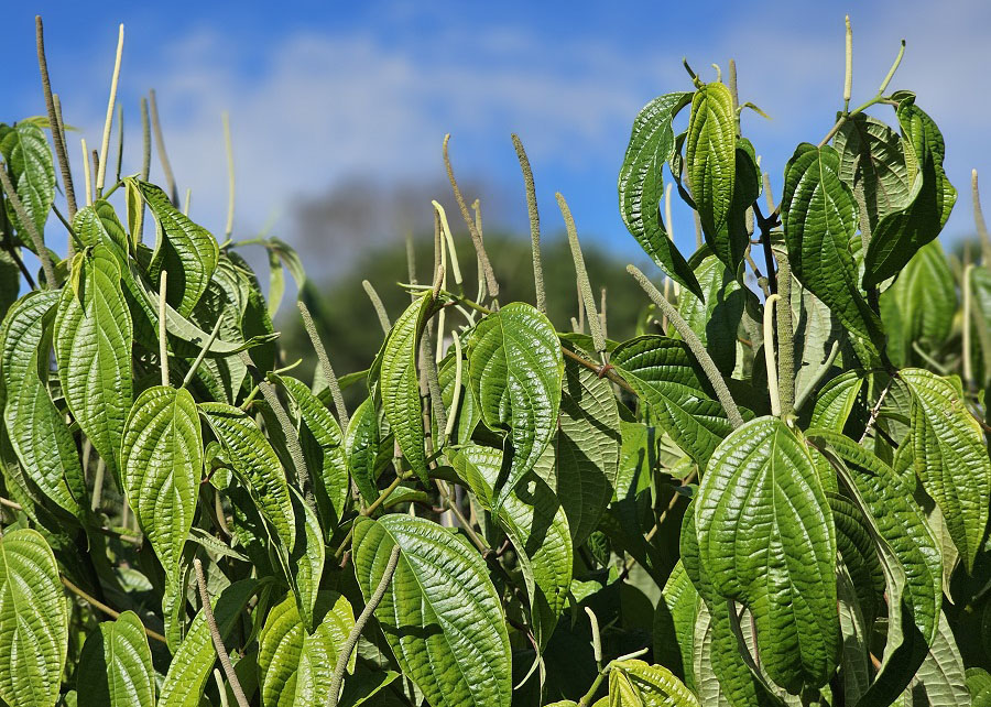 Plantas amazônicas revolucionam tratamento de parasitas
