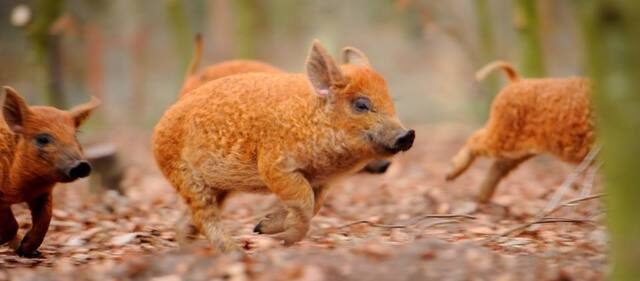 Mangalitsa: conheça o porco-ovelha