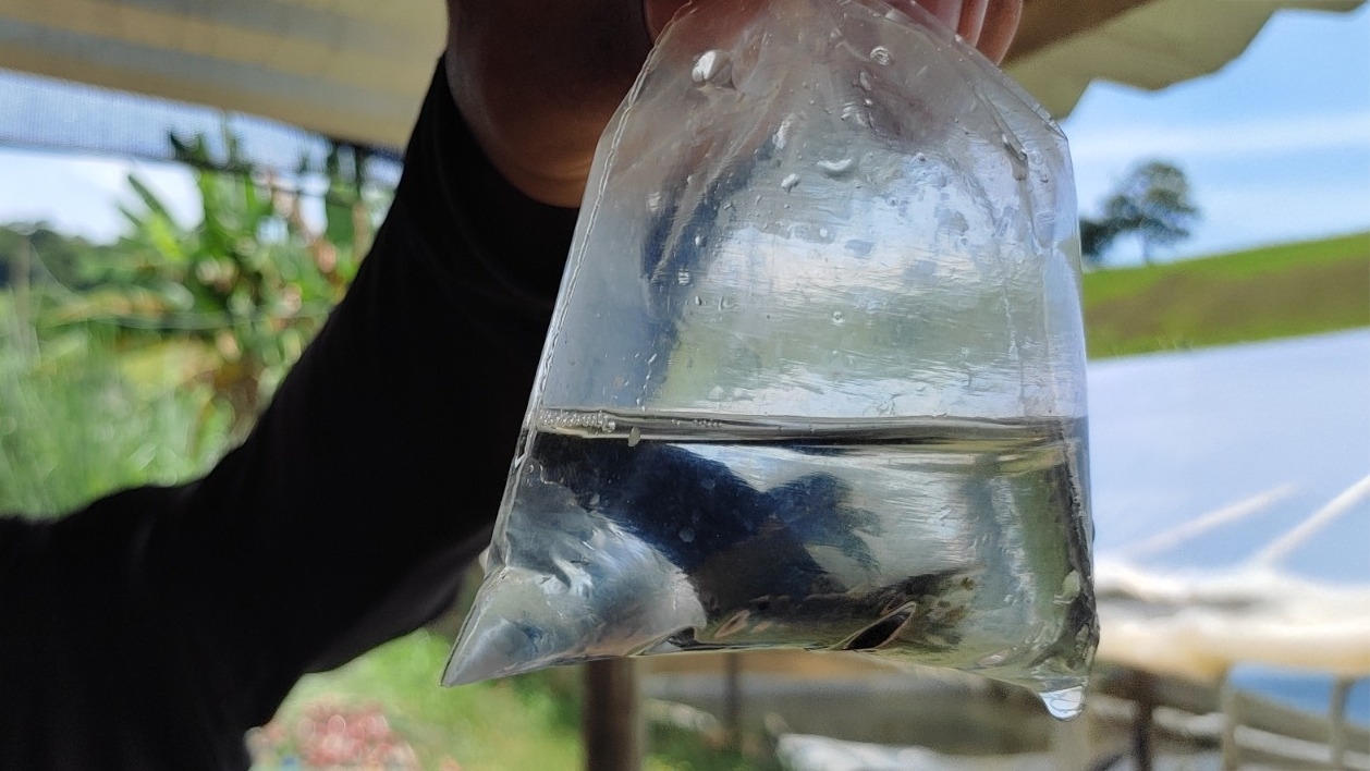 Minas propõe certificação inédita para peixes ornamentais