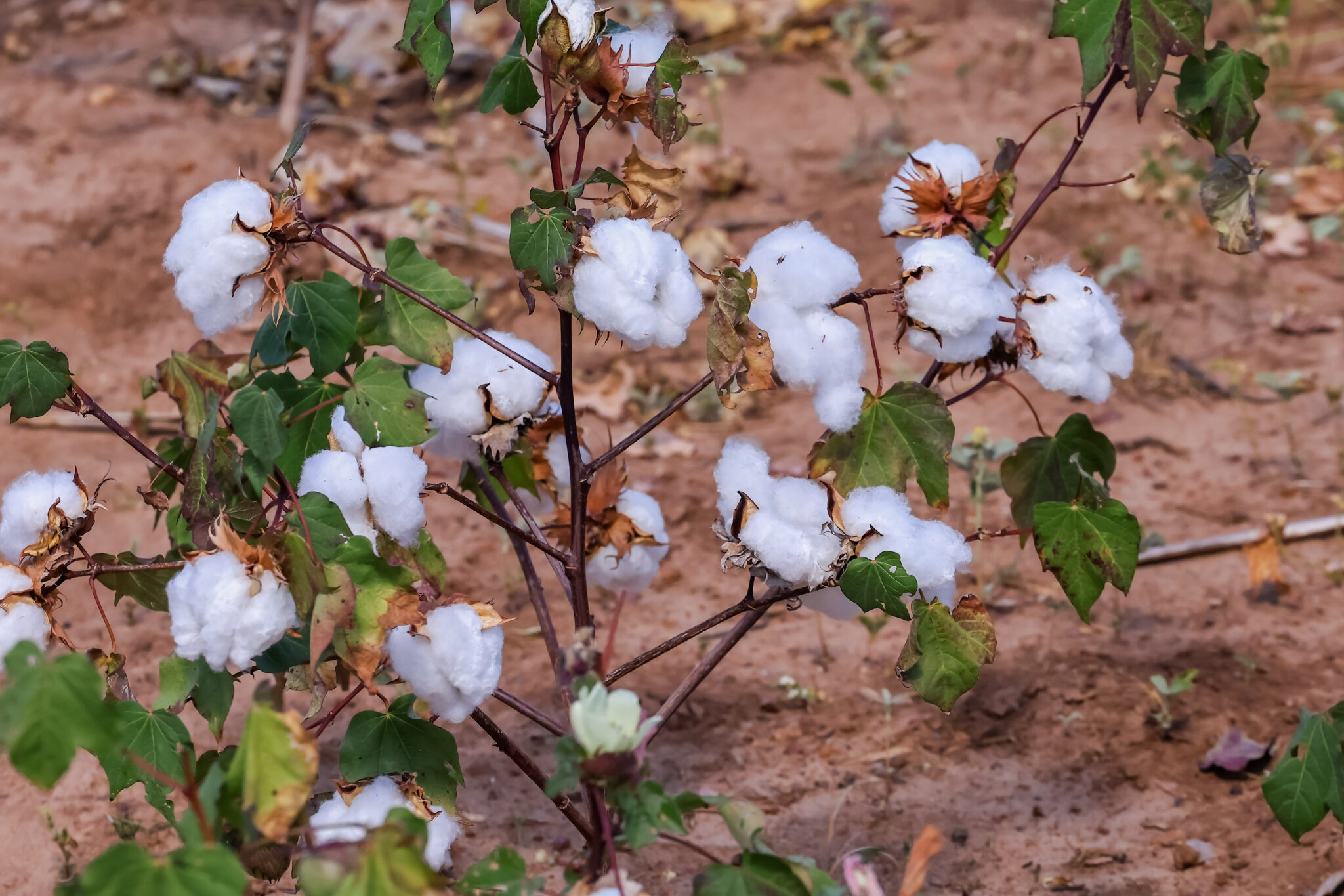 Agricultores exportam algodão orgânico para marca francesa