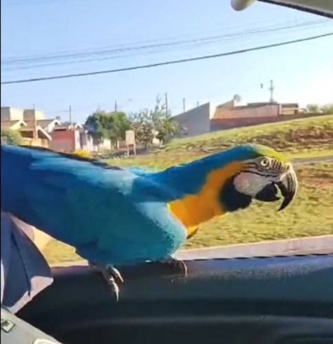 Arara-canindé “pega carona” em viatura da PM