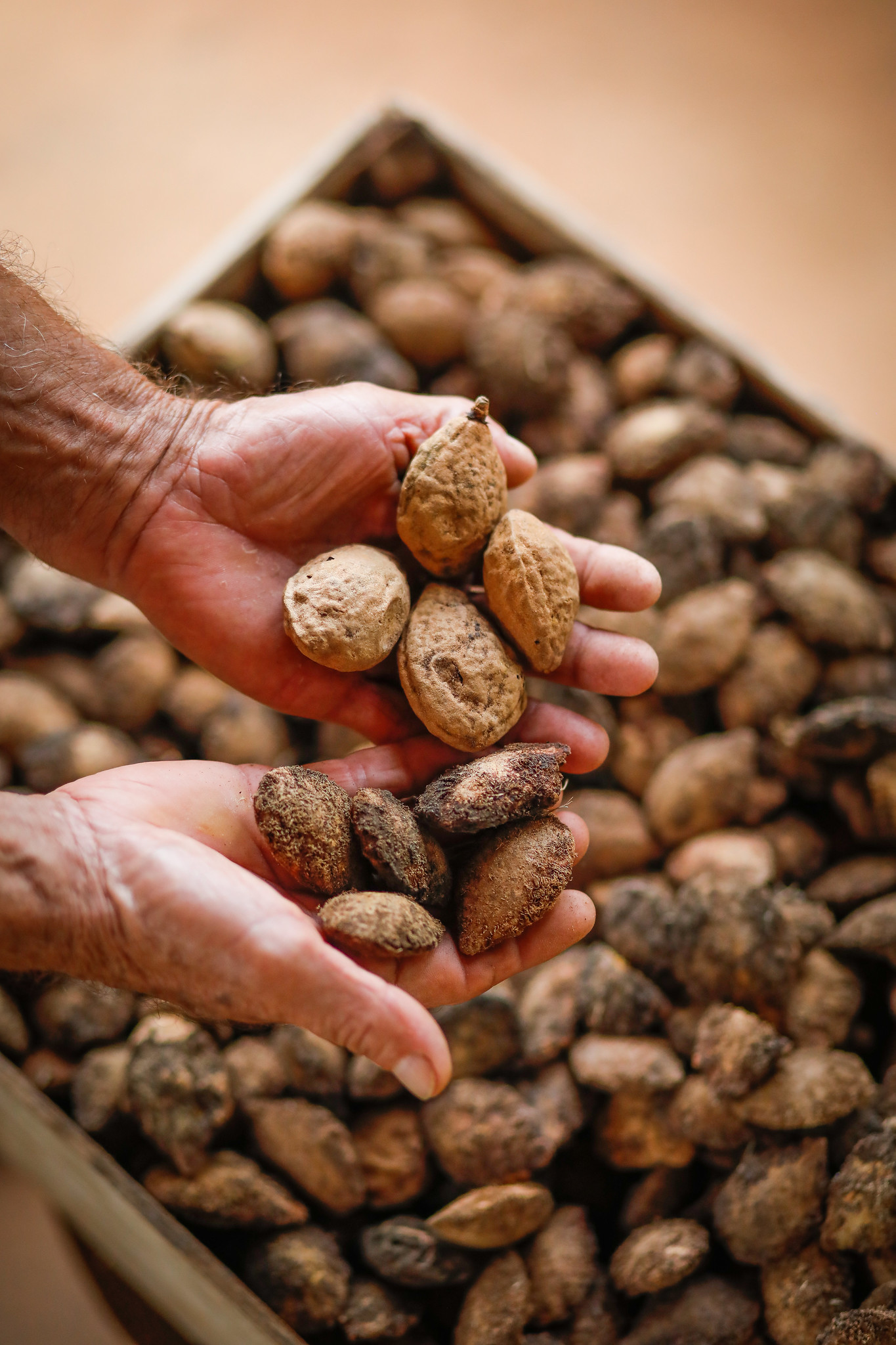 Castanha de baru: o superalimento do cerrado