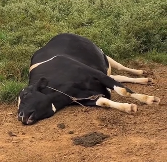 Te lembra alguém? Vídeo de boi roncando faz sucesso nas redes