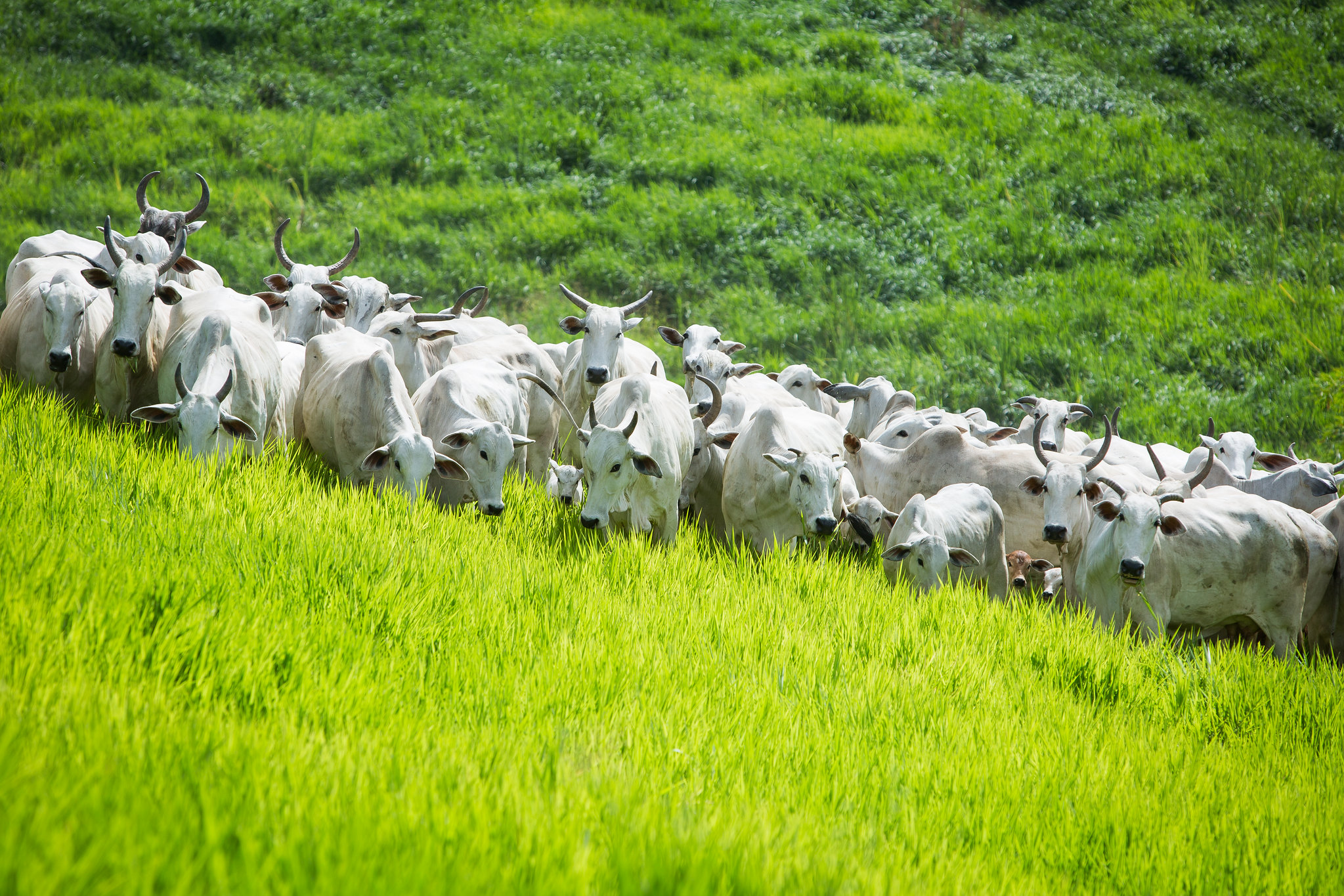 Bahia acelera implantação de sistema de rastreabilidade bovina