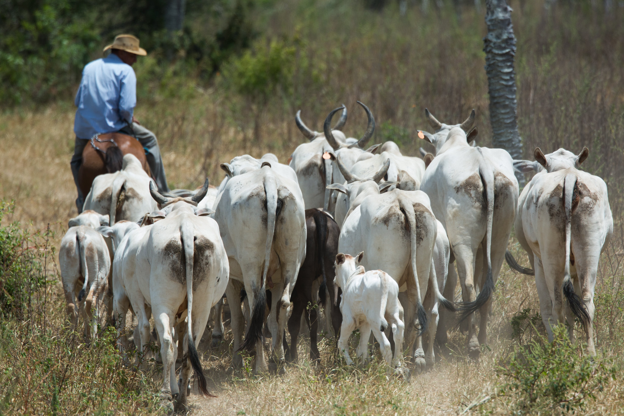 Agro lidera criação de empregos em Goiás com alta de 6,4% em 2025
