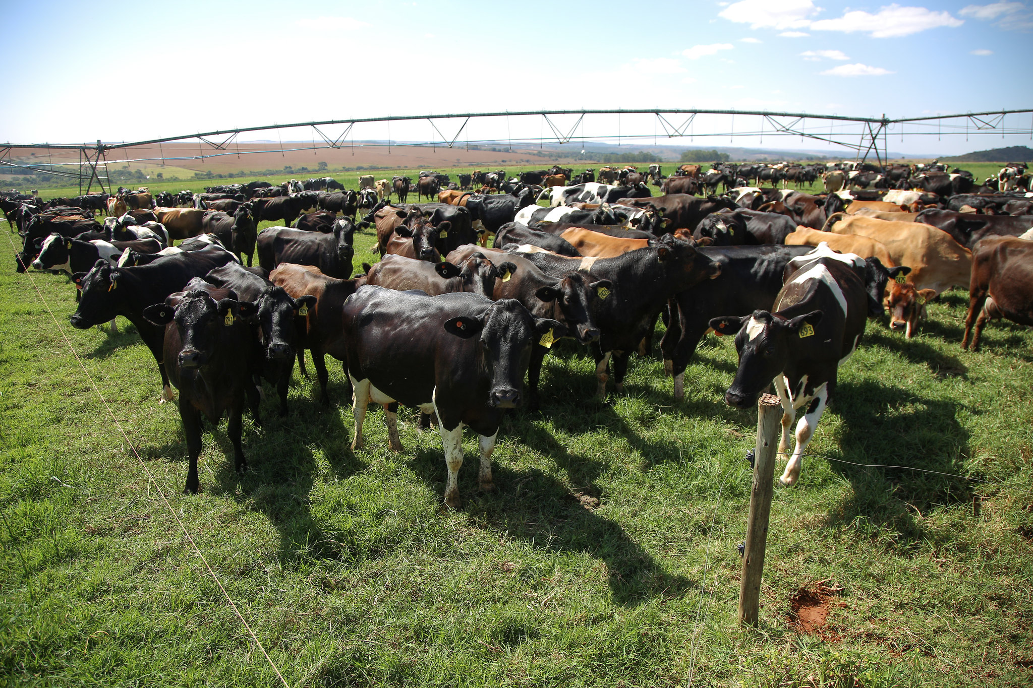 Paraná bate recorde histórico na produção de carne bovina e suína no 2º trimestre